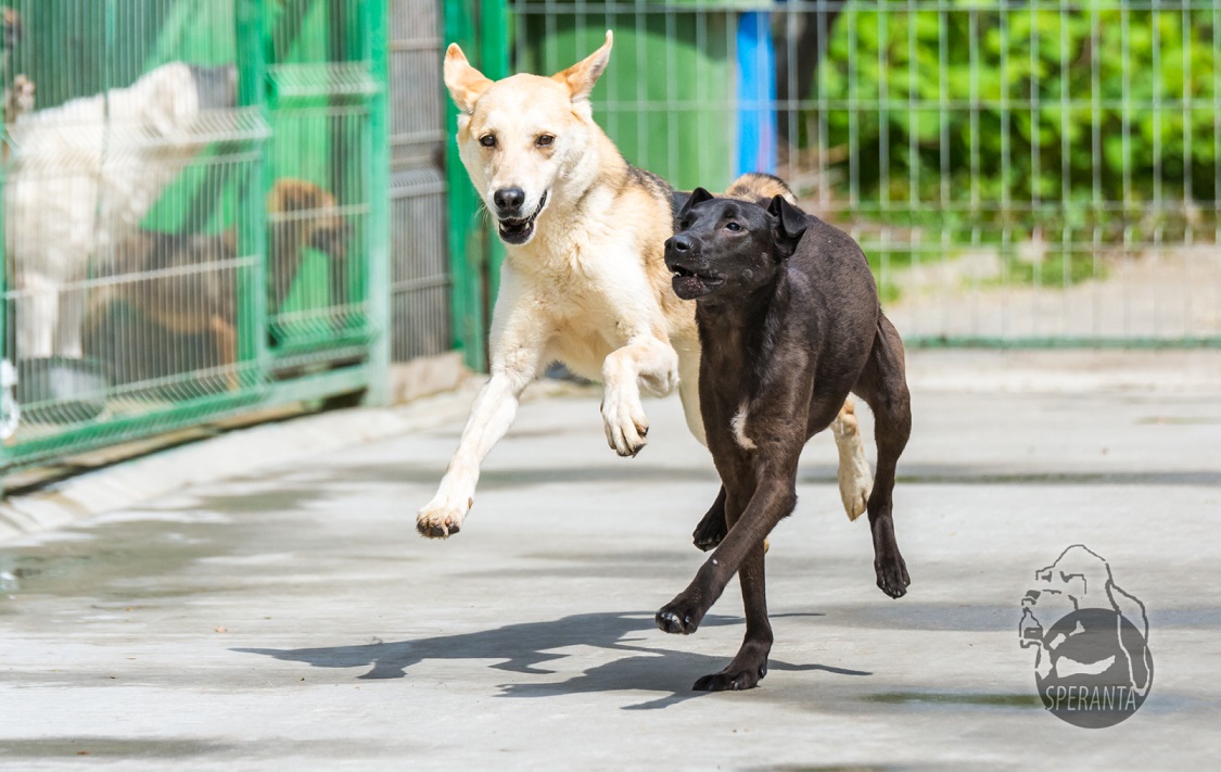 Fundația Speranța marchează Ziua internațională a animalelor inaugurând primul muzeu din România dedicat câinilor fără stăpân